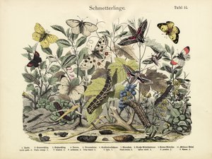 Butterflies